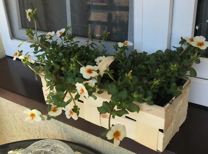 公寓 Agaciula 库瑞尼卡慕斯卡